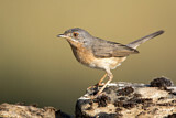 Image. Subalpine Warbler