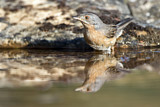 Image. Subalpine Warbler