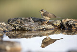 Image. Subalpine Warbler