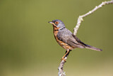 Image. Subalpine Warbler