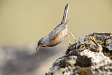 Image. Subalpine Warbler
