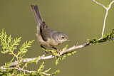 Image. Subalpine Warbler