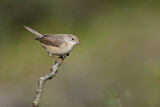 Image. Subalpine Warbler