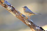 Image. Subalpine Warbler