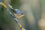 Image. Subalpine Warbler
