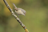 Image. Subalpine Warbler