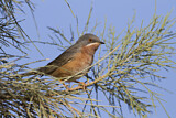 Image. Subalpine Warbler