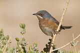 Image. Subalpine Warbler