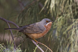 Image. Subalpine Warbler
