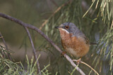 Image. Subalpine Warbler