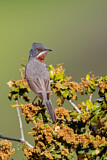 Image. Subalpine Warbler