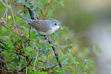 Image. Subalpine Warbler