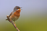 Image. Subalpine Warbler