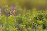 Image. Subalpine Warbler
