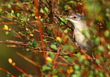 Image. Subalpine Warbler
