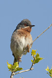 Image. Subalpine Warbler