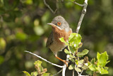 Image. Subalpine Warbler