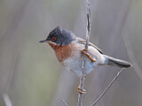 Image. Subalpine Warbler