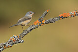 Image. Subalpine Warbler