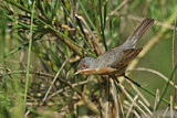 Image. Subalpine Warbler