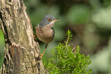 Image. Subalpine Warbler