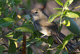 Image. Subdesert Brush Warbler