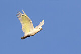 Image. Sulphur-crested Cockatoo