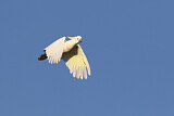Image. Sulphur-crested Cockatoo