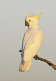Image. Sulphur-crested Cockatoo