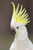 Image. Sulphur-crested Cockatoo