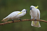 Image. Sulphur-crested Cockatoo