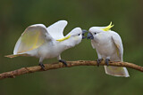 Image. Sulphur-crested Cockatoo