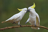 Image. Sulphur-crested Cockatoo