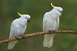 Image. Sulphur-crested Cockatoo