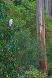 Image. Sulphur-crested Cockatoo