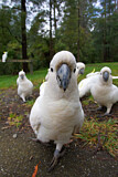 Image. Sulphur-crested Cockatoo