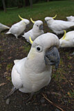 Image. Sulphur-crested Cockatoo
