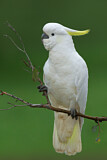 Image. Sulphur-crested Cockatoo