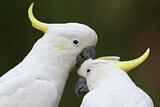 Image. Sulphur-crested Cockatoo