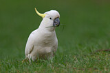Image. Sulphur-crested Cockatoo