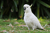 Image. Sulphur-crested Cockatoo