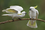 Image. Sulphur-crested Cockatoo