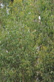 Image. Sulphur-crested Cockatoo