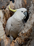 Image. Sulphur-crested Cockatoo