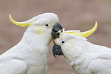Image. Sulphur-crested Cockatoo