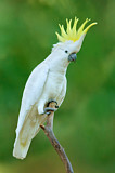 Image. Sulphur-crested Cockatoo