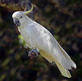 Image. Sulphur-crested Cockatoo