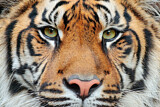 Image. Sumatra-Tiger