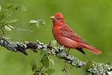 Image. Summer Tanager