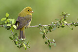Image. Summer Tanager
